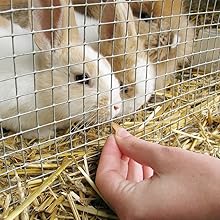 mesh Galvanized Welded Wire Mesh